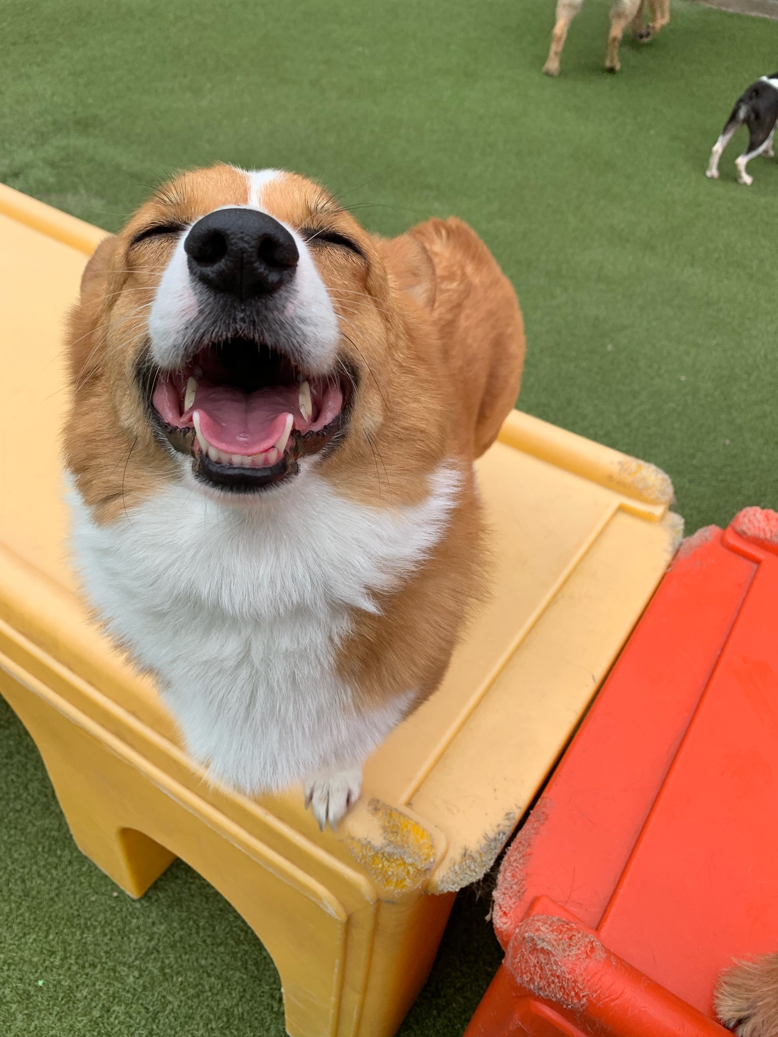 Smiling Dog in play yard
