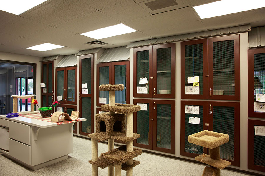 Cat boarding at Happy Tails Pet Resort 