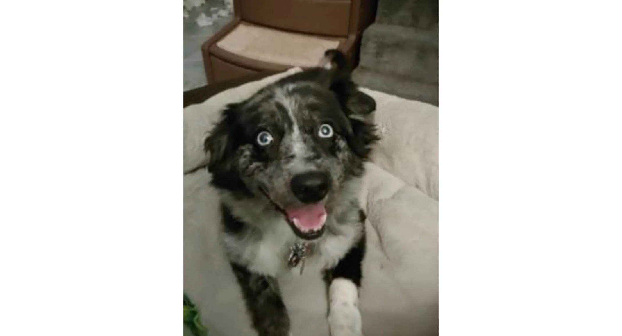 Storm, a 10 year old Australian Shepherd mix Storm, a 10 year old Australian Shepherd mix
