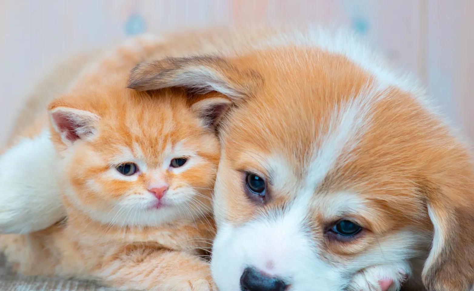 Puppy and kitten laying down on wood Puppy and kitten laying down on wood