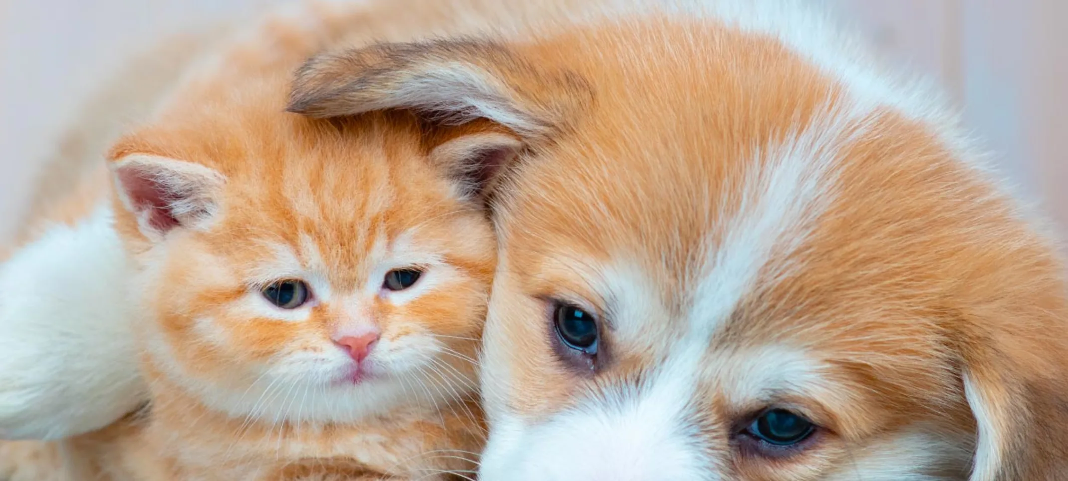 Puppy and kitten laying down on wood