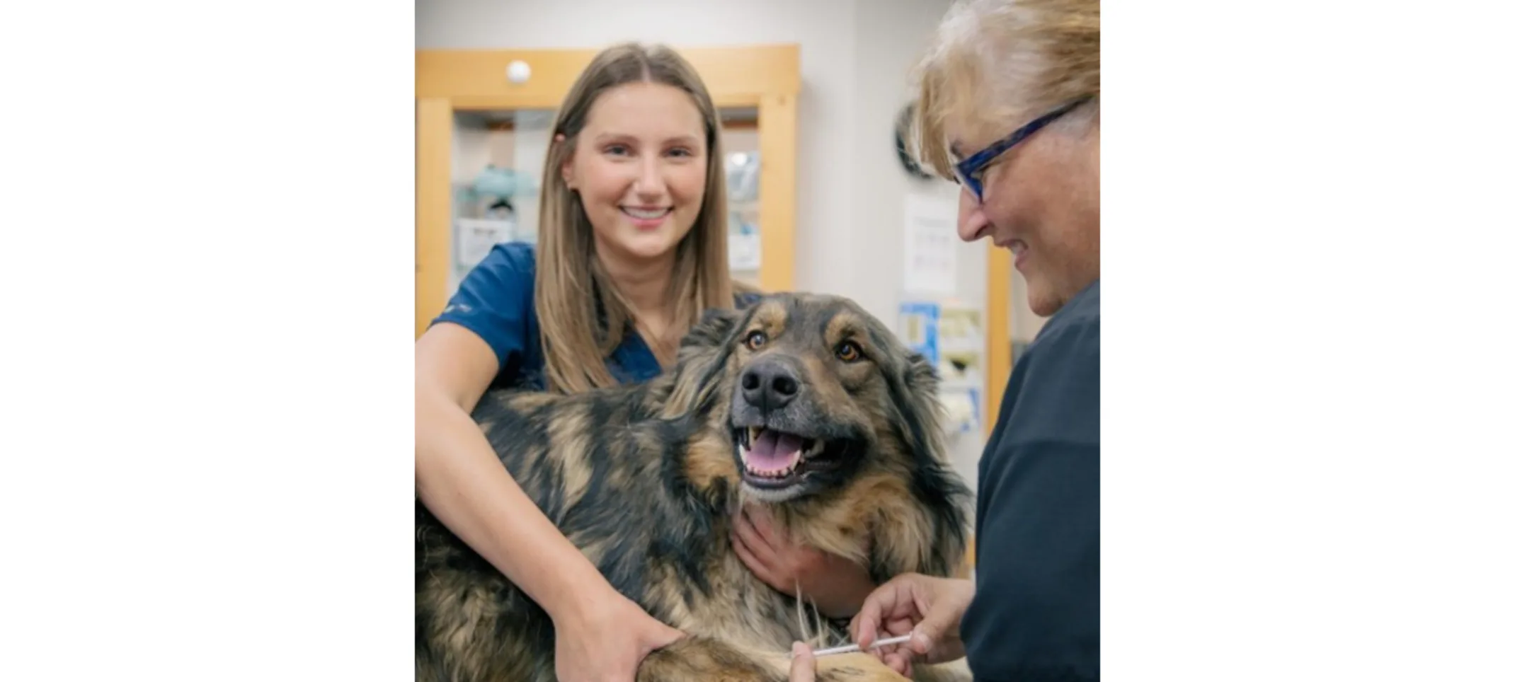 Veterinarians Giving Dog a Vaccine Veterinarians Giving Dog a Vaccine