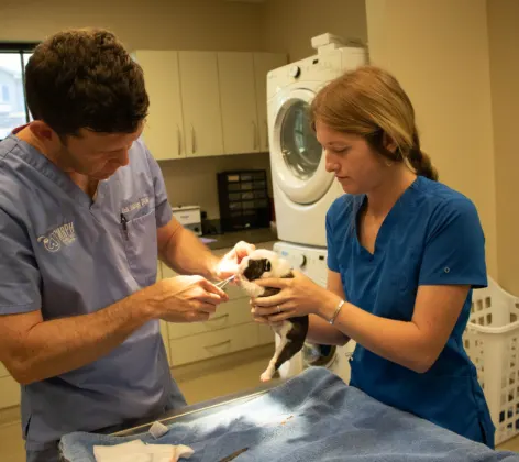 two veterinarian staff members operate on a puppy 