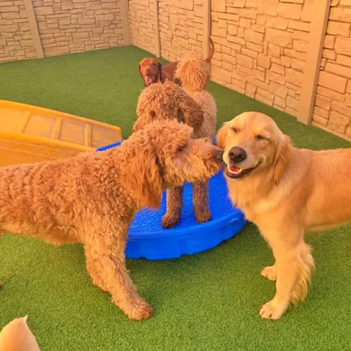 Dogs playing Dogs playing