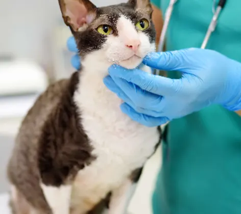 a cat being checked up on a cat being checked up on