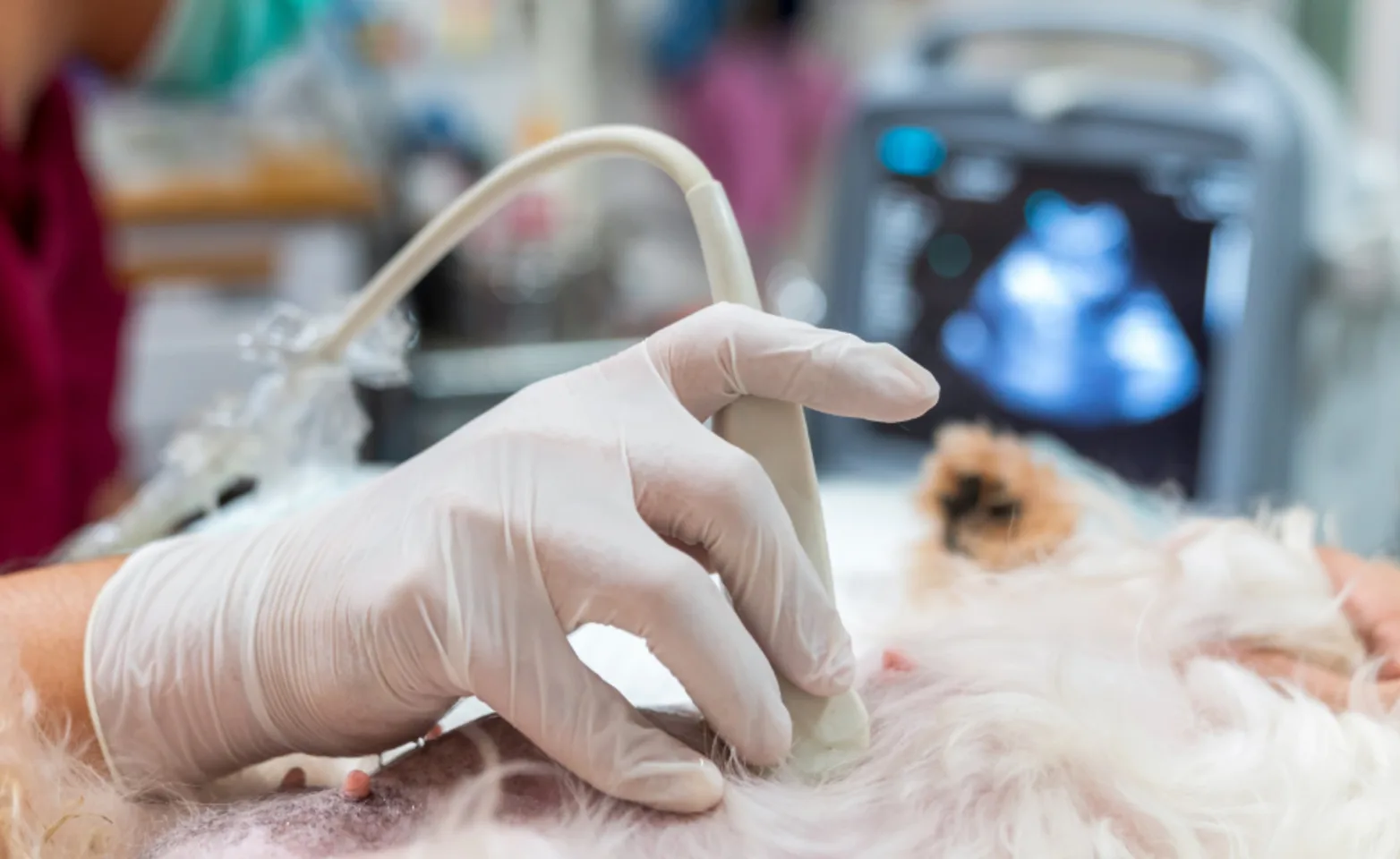 Veterinarian doing an ultrasound on a Maltese dog