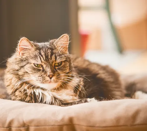 Old cat sitting on cat bed Old cat sitting on cat bed