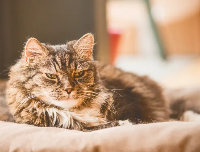 Old cat sitting on cat bed