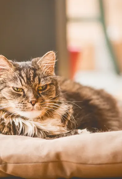 Old cat sitting on cat bed Old cat sitting on cat bed