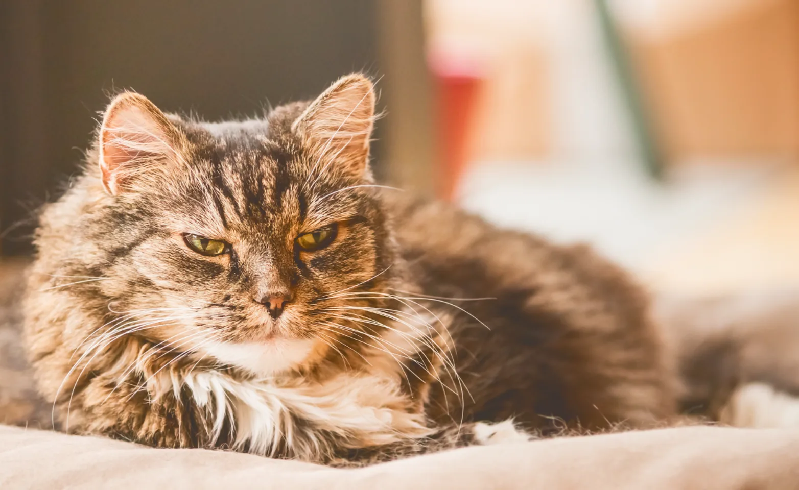 Old cat sitting on cat bed