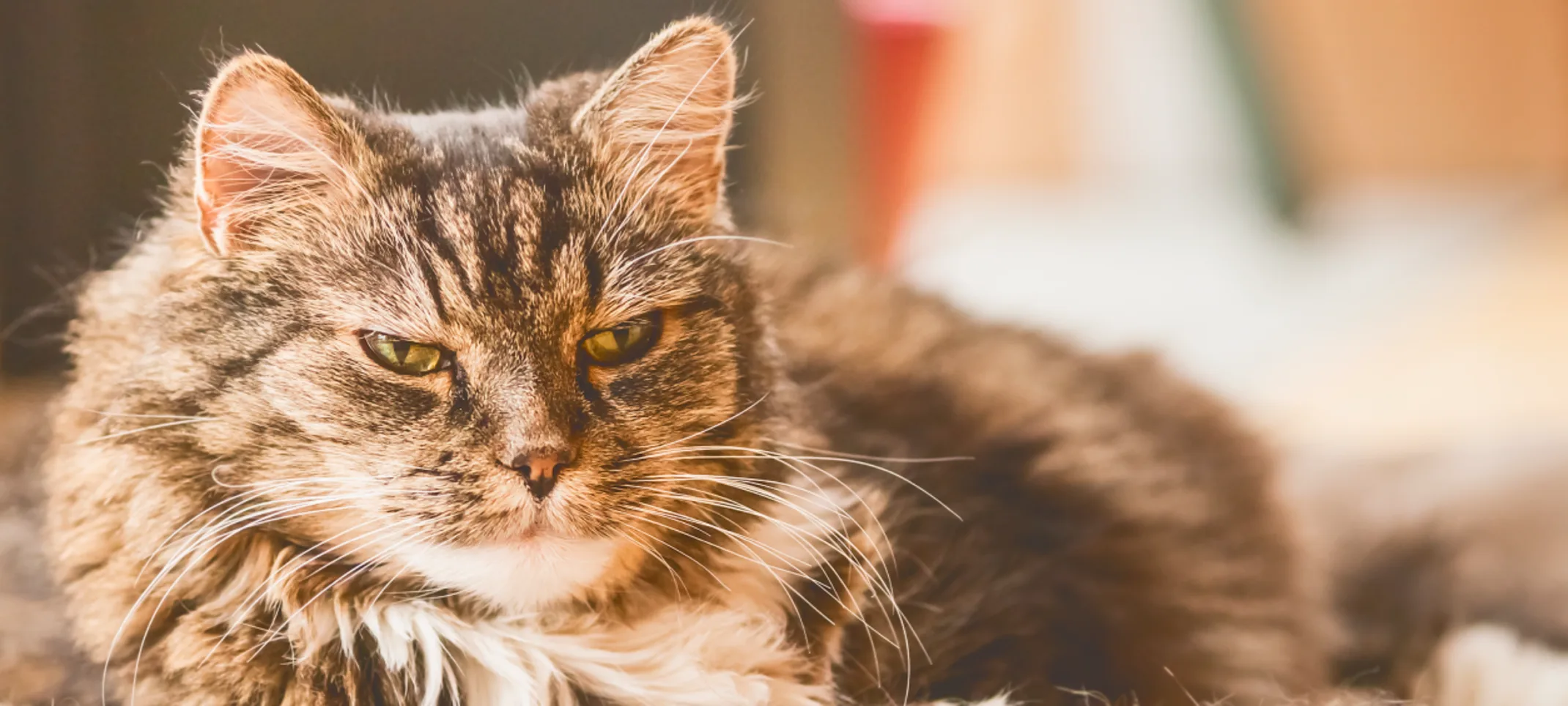 Old cat sitting on cat bed