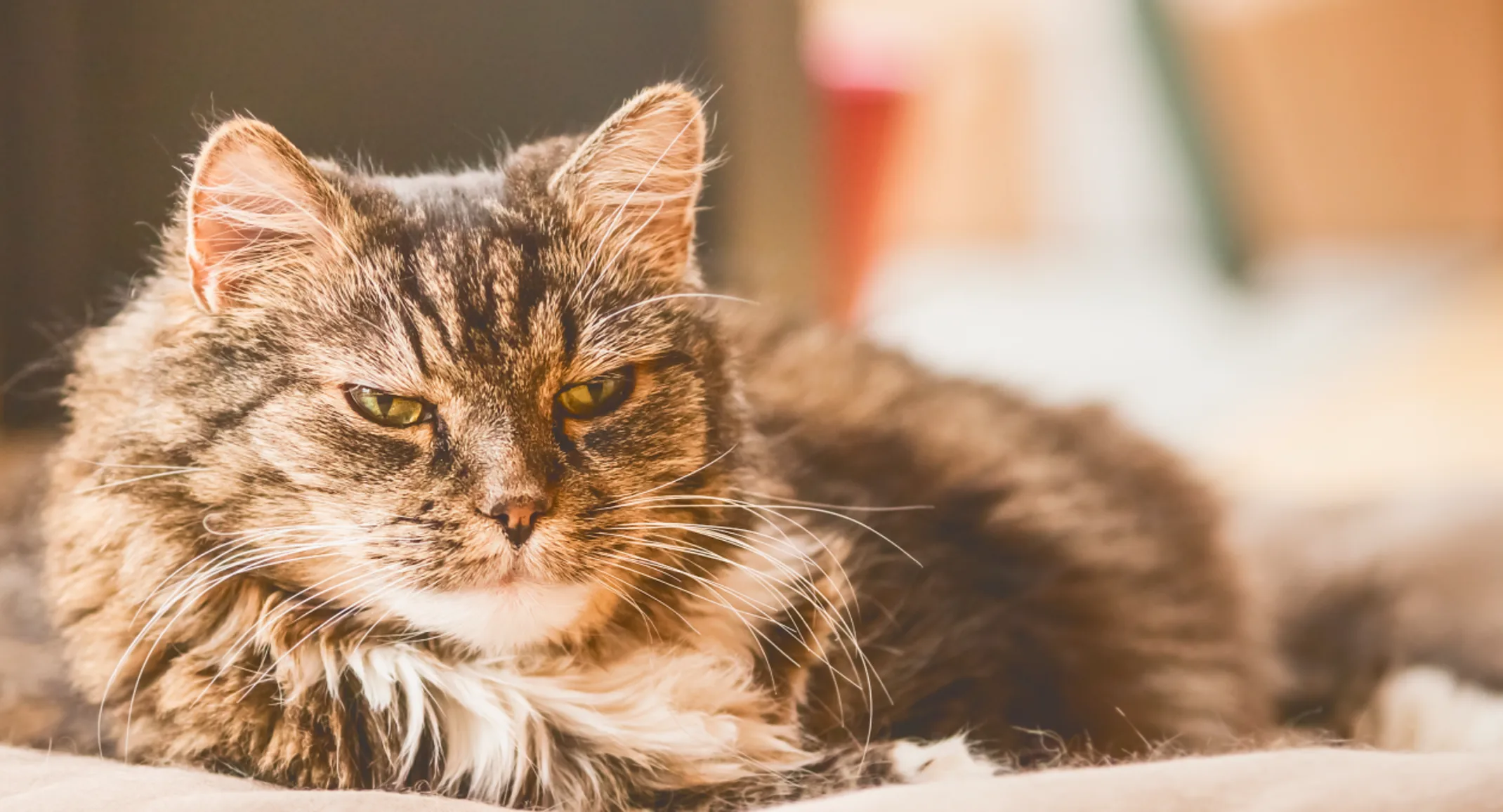 Old cat sitting on cat bed