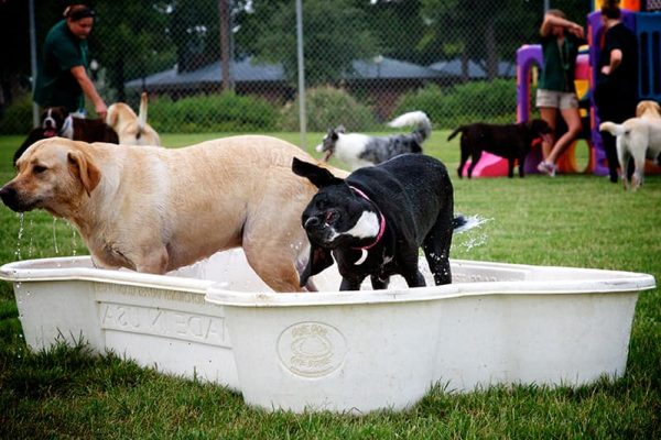 Dogs in small tub