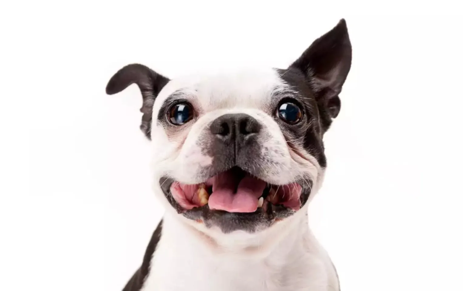 Black and white dog smiling Black and white dog smiling