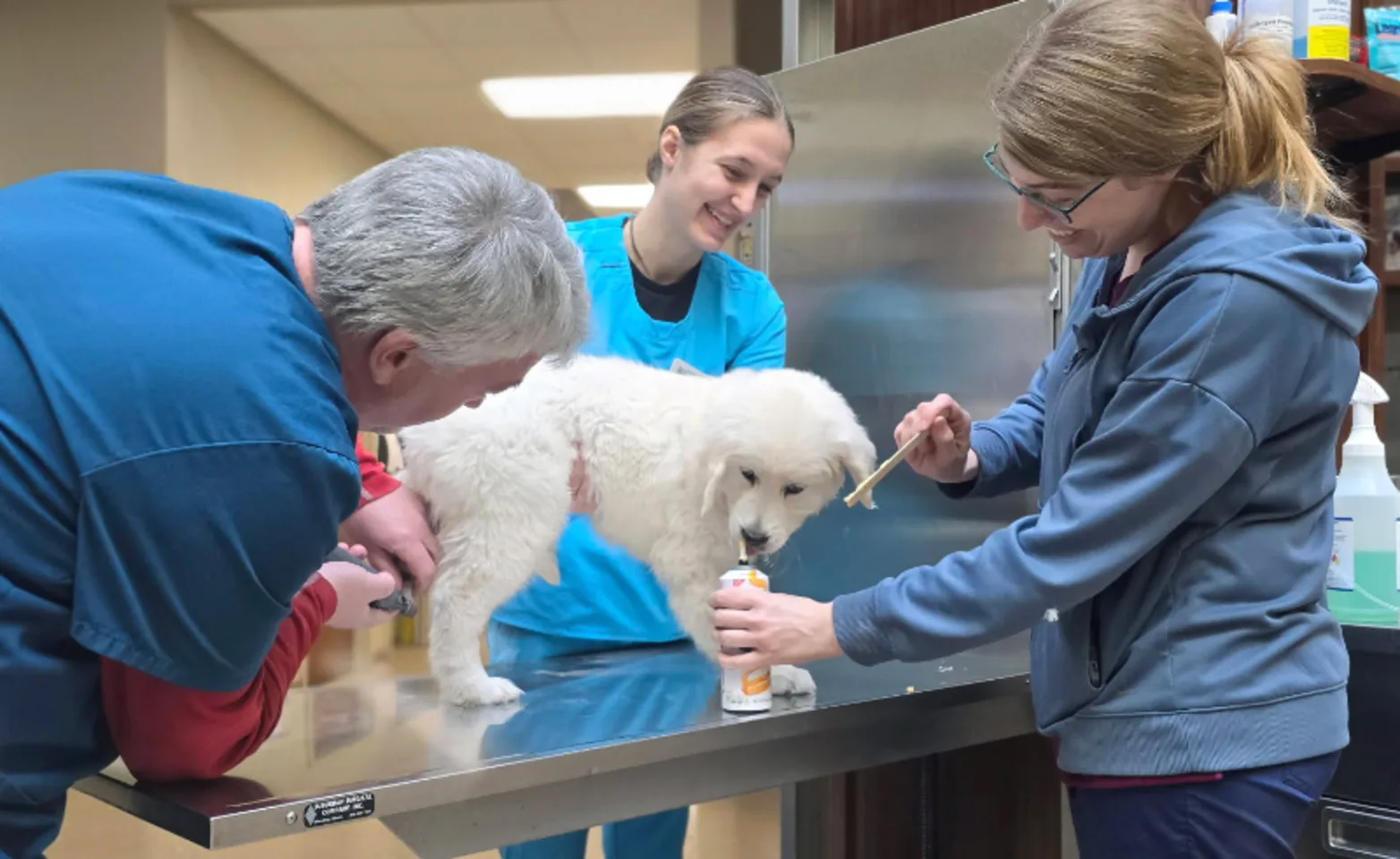 Staff Working Together to Trim a Dog's Nails Staff Working Together to Trim a Dog's Nails