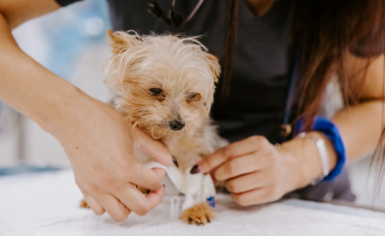 Dog getting leg wrapped Dog getting leg wrapped