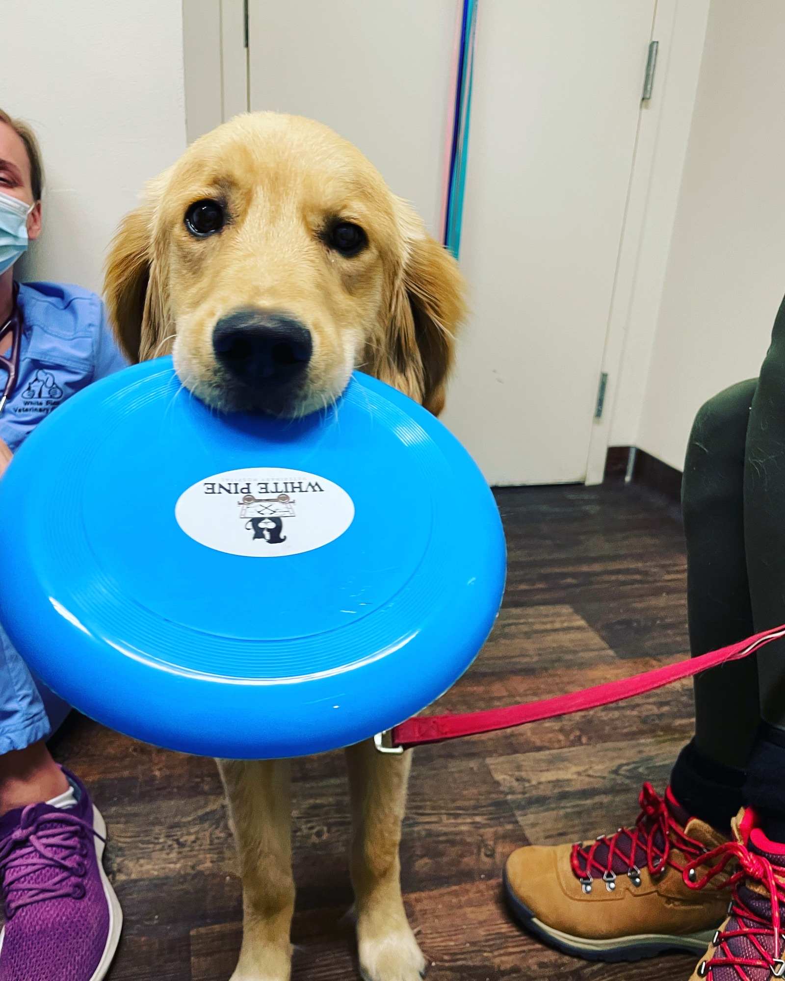 Golden retriever holding a blue frisbee by the mouth.