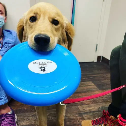 Golden retriever holding a blue frisbee by the mouth.