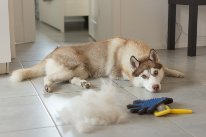 A husky lays next to a pile of fur.
