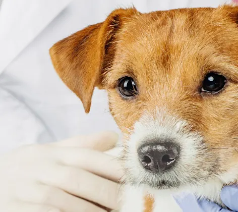 Veterinarian Checking Dog with Stethoscope Veterinarian Checking Dog with Stethoscope