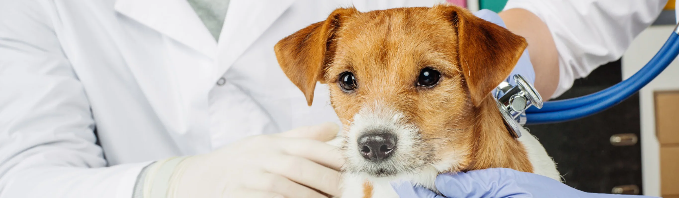 Veterinarian Checking Dog with Stethoscope