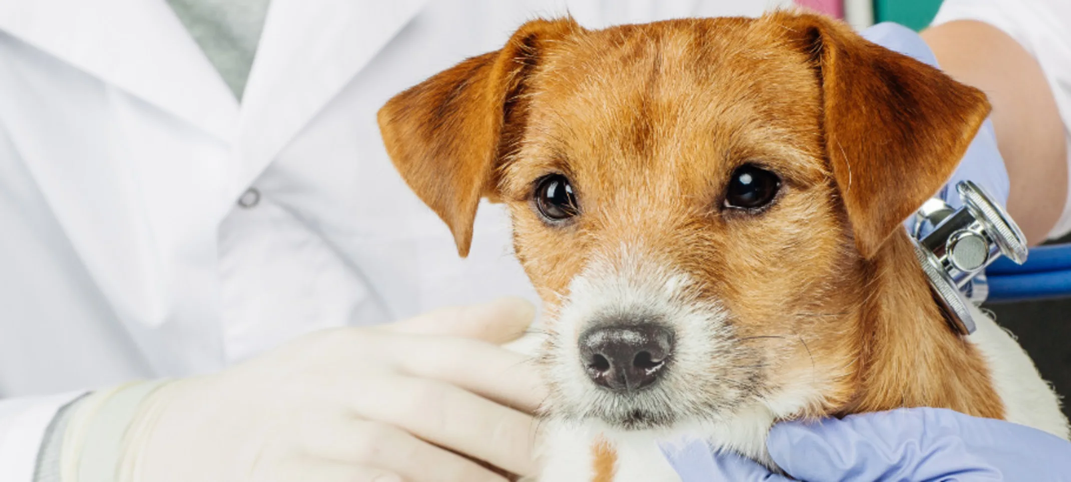 Veterinarian Checking Dog with Stethoscope Veterinarian Checking Dog with Stethoscope