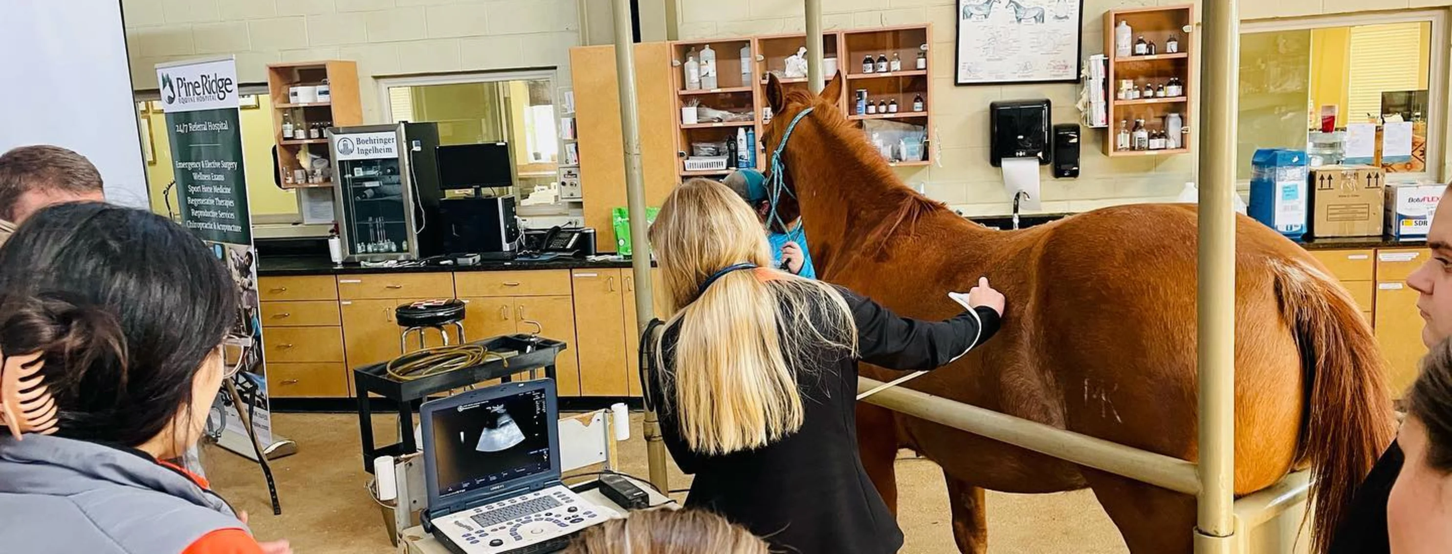 Staff members caring for a horse 