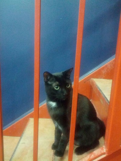 Black cat sitting on stairs