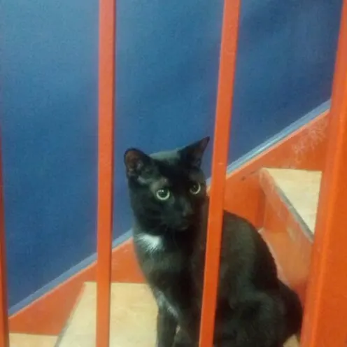 Black cat sitting on stairs