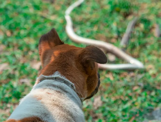 Dog looking at snake Dog looking at snake