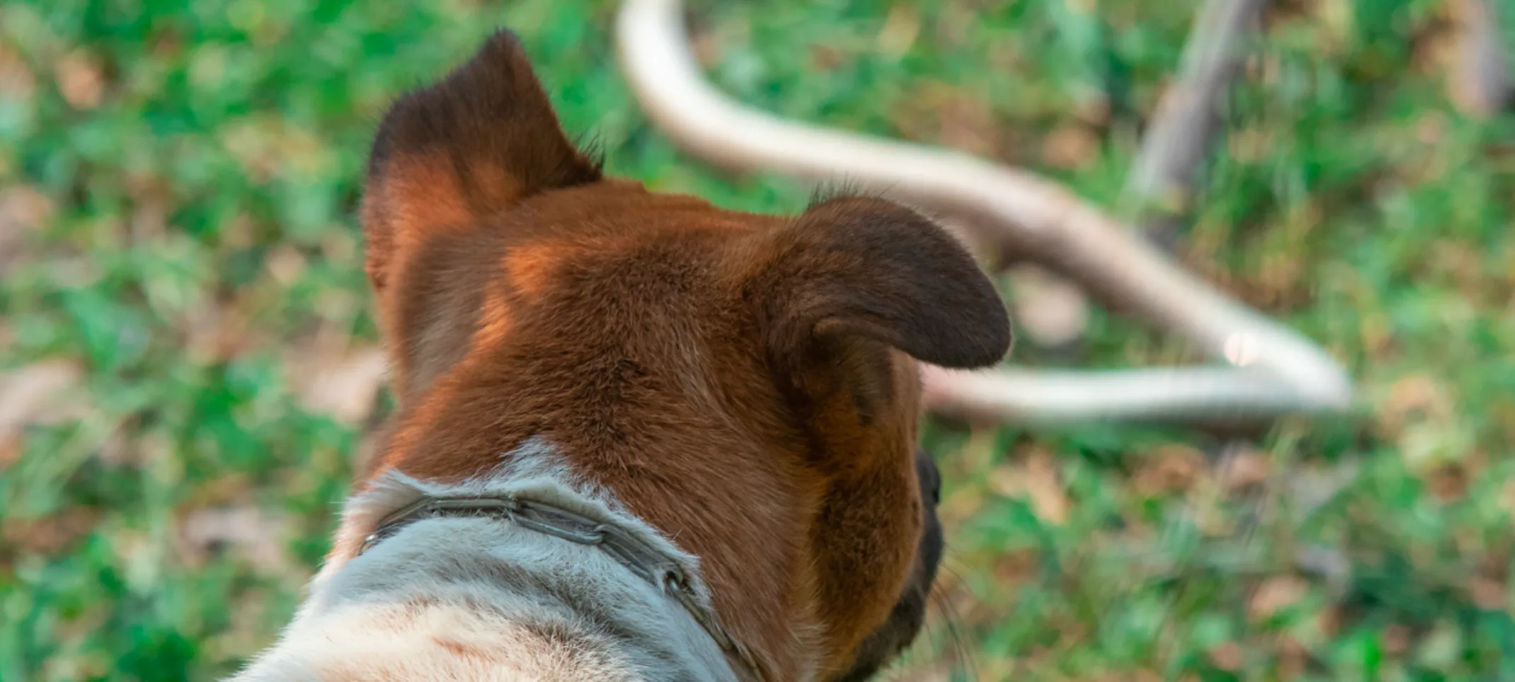 Dog looking at snake