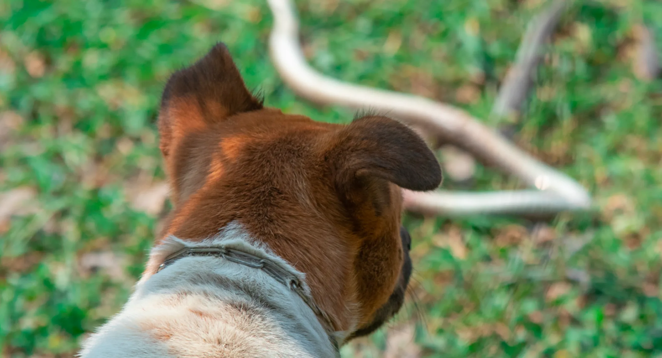 Dog looking at snake