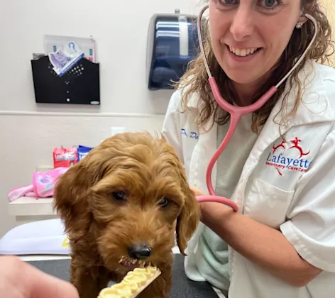 Vet checking dog's heartbeat 