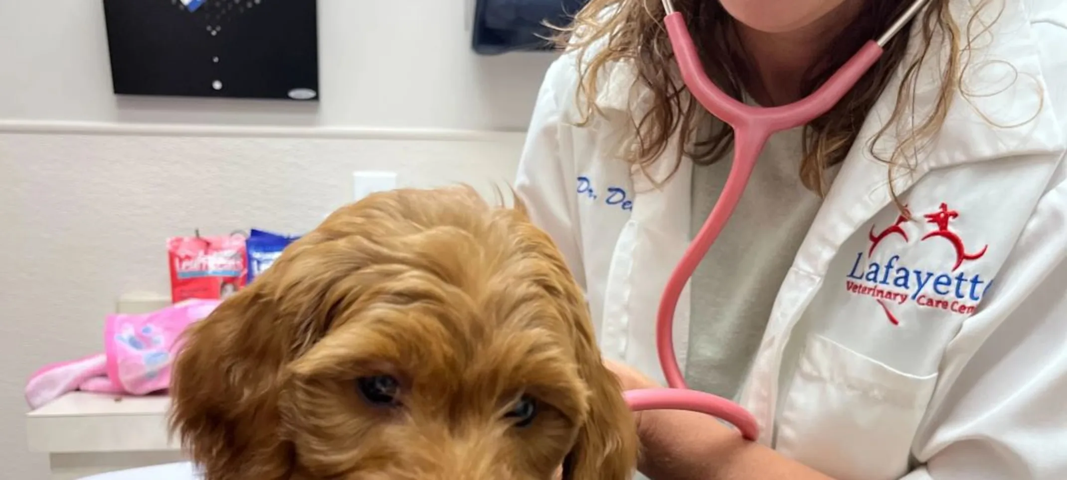 Vet checking dog's heartbeat Vet checking dog's heartbeat