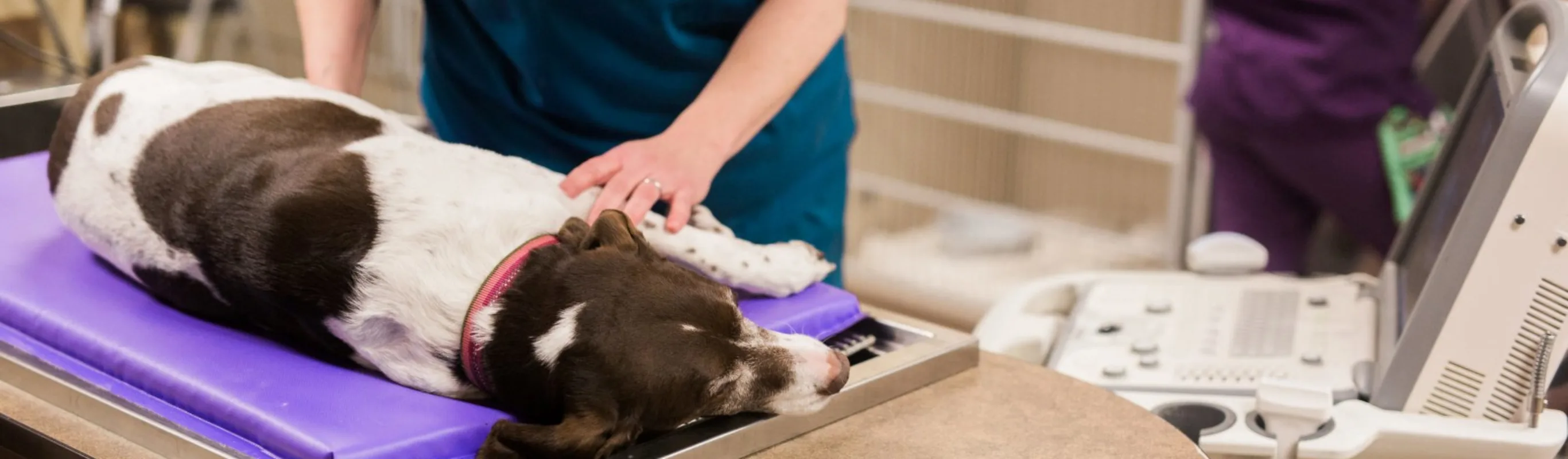 Vet assisting dog during an emergency Vet assisting dog during an emergency