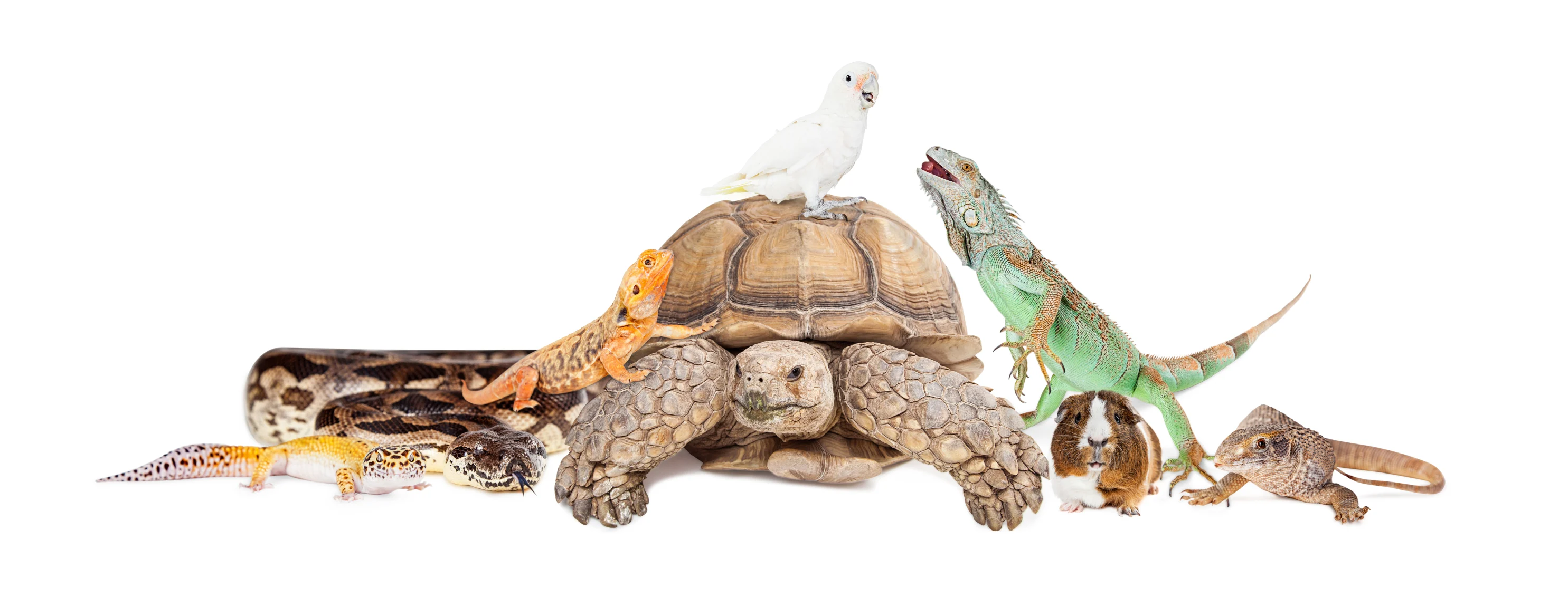 snake, bird, hamster, iguana, lizard and other exotic animals snake, bird, hamster, iguana, lizard and other exotic animals