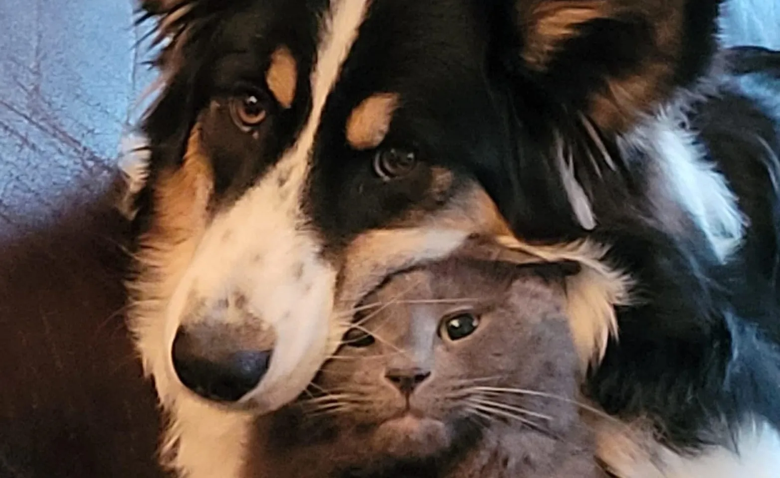 Cat and dog snuggling on couch Cat and dog snuggling on couch