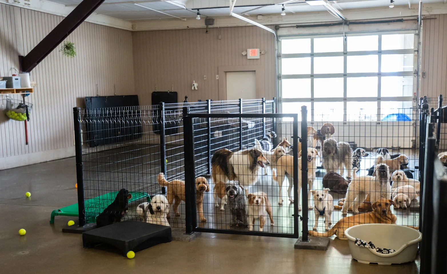 dogs in play area inside Breed Above