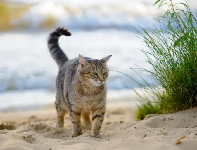 Cat walking on sand at beach with waves behind and grass on the right side