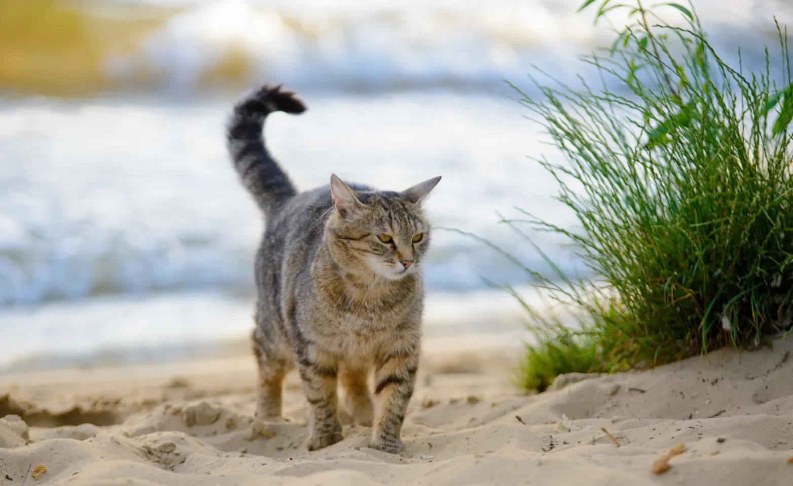 Cat walking on sand at beach with waves behind and grass on the right side Cat walking on sand at beach with waves behind and grass on the right side