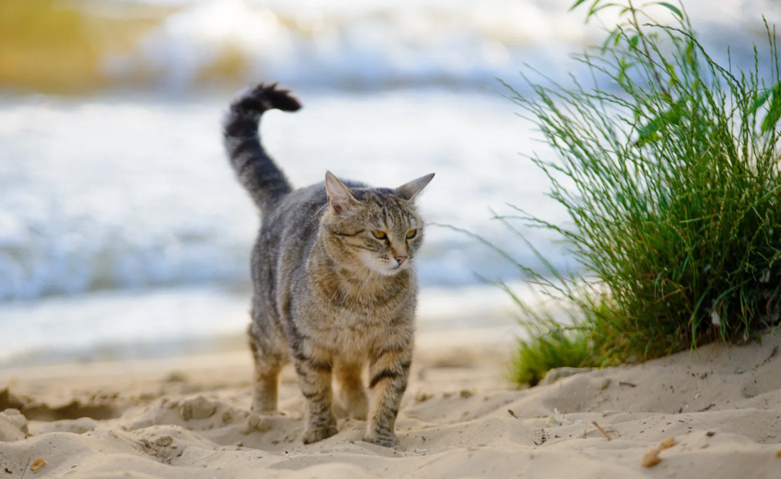 Cat walking on sand at beach with waves behind and grass on the right side