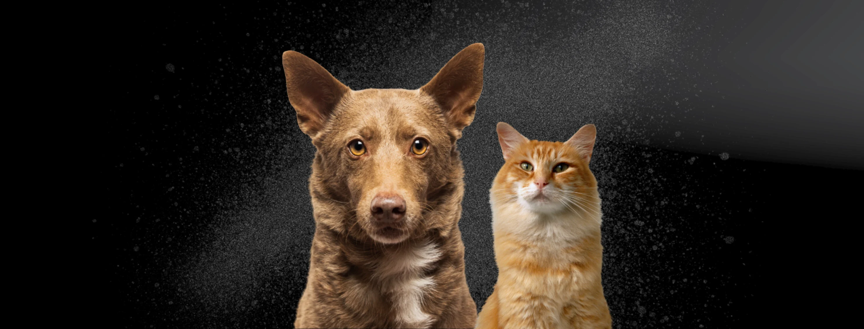 Black Friday Deals Black Friday Deals