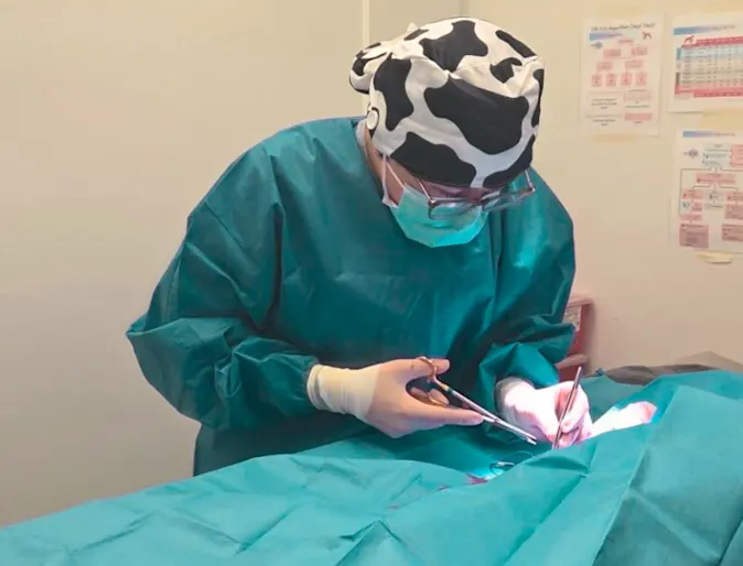 Veterinarian performing surgery on a patient. Veterinarian performing surgery on a patient.