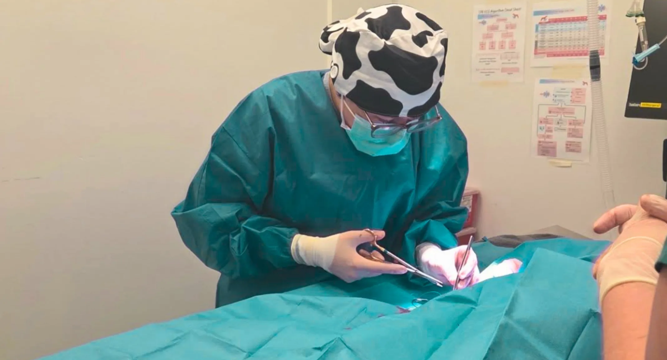 Veterinarian performing surgery on a patient. Veterinarian performing surgery on a patient.