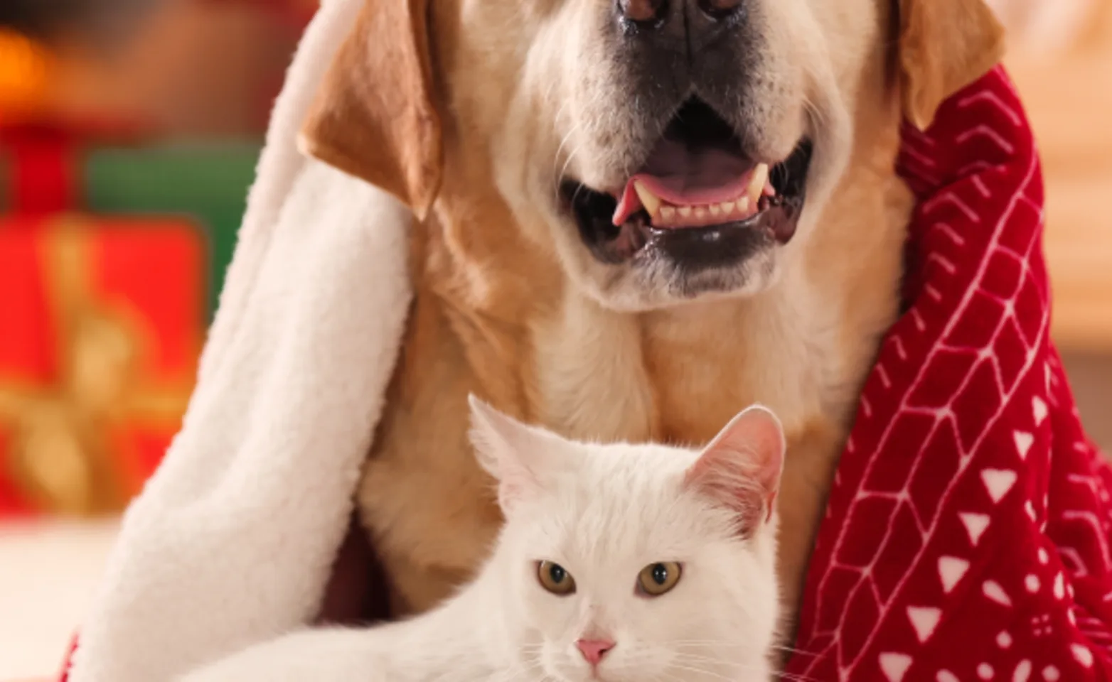 A dog and cat in front of a Christmas tree