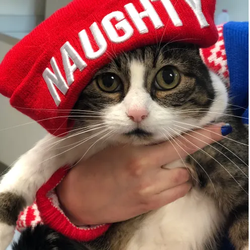 A grey and white tabby cat is being held while they are wearind a red naughty beanie hat.