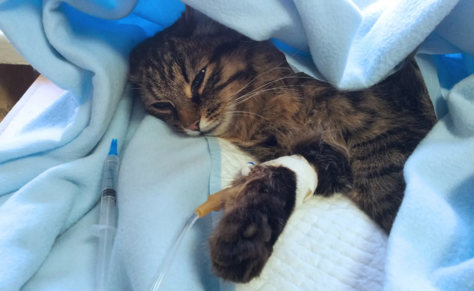 Cat with IV at Animal Emergency Clinic of the Fraser Valley Cat with IV at Animal Emergency Clinic of the Fraser Valley