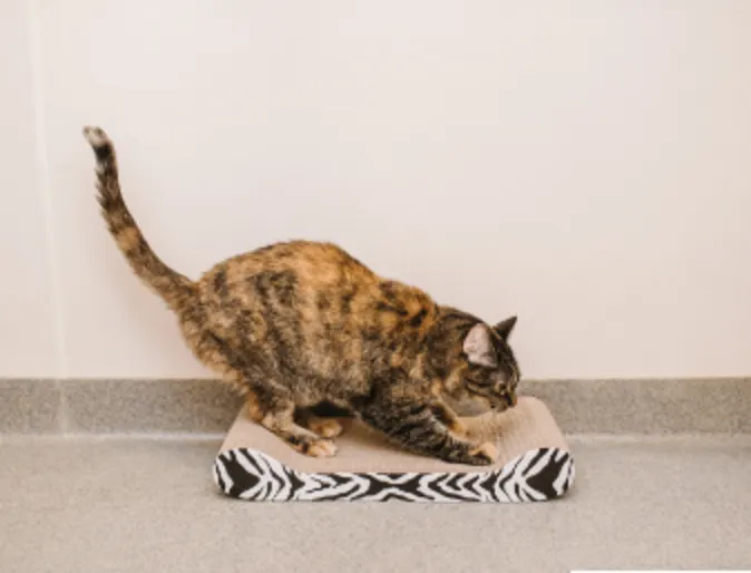 Cat Scratching a Bed Cat Scratching a Bed
