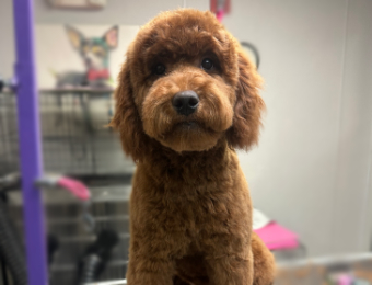 Dog Sitting on Grooming Table