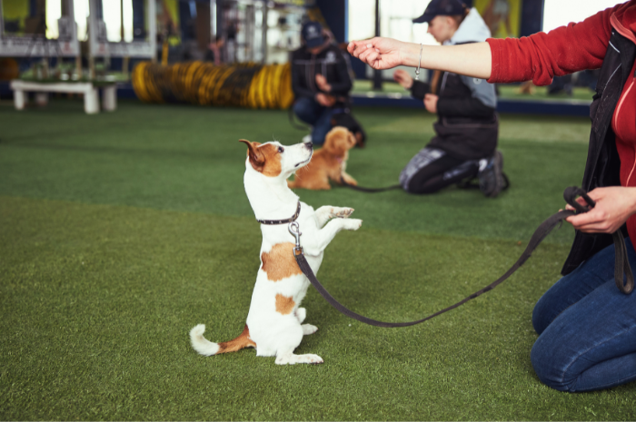 Puppy training at PetSuites.